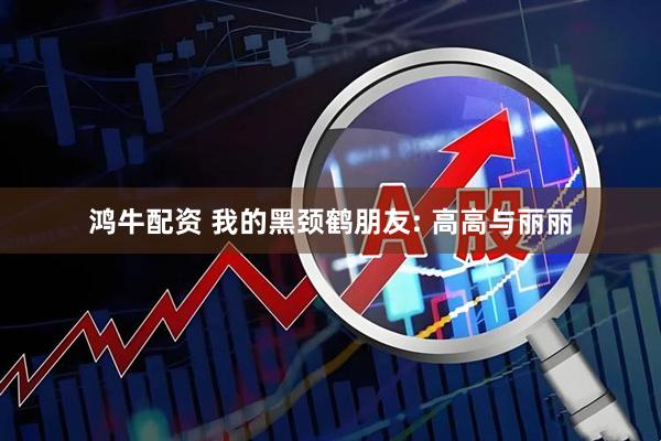 鸿牛配资 我的黑颈鹤朋友: 高高与丽丽